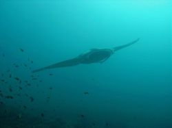 Unterwasserfotos Tauchbilder Tauchen in Khao Lak - Similans - Andamanensee - Thailand