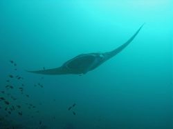 Unterwasserfotos Tauchbilder Tauchen in Khao Lak - Similans - Andamanensee - Thailand