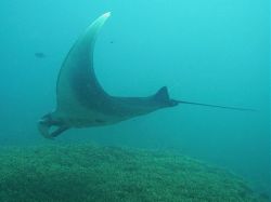Unterwasserfotos Tauchbilder Tauchen in Khao Lak - Similans - Andamanensee - Thailand