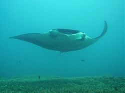 Unterwasserfotos Tauchbilder Tauchen in Khao Lak - Similans - Andamanensee - Thailand
