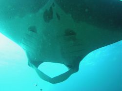 Unterwasserfotos Tauchbilder Tauchen in Khao Lak - Similans - Andamanensee - Thailand