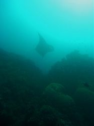 Unterwasserfotos Tauchbilder Tauchen in Khao Lak - Similans - Andamanensee - Thailand