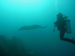Unterwasserfotos Tauchbilder Tauchen in Khao Lak - Similans - Andamanensee - Thailand