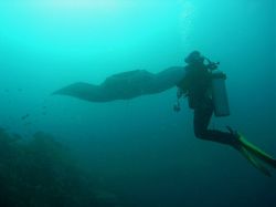 Unterwasserfotos Tauchbilder Tauchen in Khao Lak - Similans - Andamanensee - Thailand