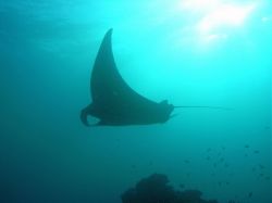Unterwasserfotos Tauchbilder Tauchen in Khao Lak - Similans - Andamanensee - Thailand