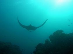 Unterwasserfotos Tauchbilder Tauchen in Khao Lak - Similans - Andamanensee - Thailand