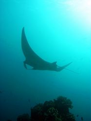 Unterwasserfotos Tauchbilder Tauchen in Khao Lak - Similans - Andamanensee - Thailand