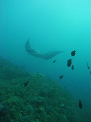 Unterwasserfotos Tauchbilder Tauchen in Khao Lak - Similans - Andamanensee - Thailand
