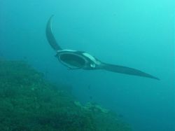 Unterwasserfotos Tauchbilder Tauchen in Khao Lak - Similans - Andamanensee - Thailand