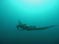 Unterwasserfotos Tauchbilder Tauchen in Khao Lak - Similans - Andamanensee - Thailand