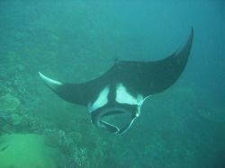Unterwasserfotos Tauchbilder Tauchen in Khao Lak - Similans - Andamanensee - Thailand