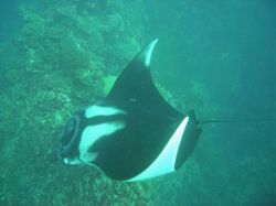 Unterwasserfotos Tauchbilder Tauchen in Khao Lak - Similans - Andamanensee - Thailand