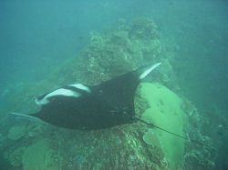 Unterwasserfotos Tauchbilder Tauchen in Khao Lak - Similans - Andamanensee - Thailand