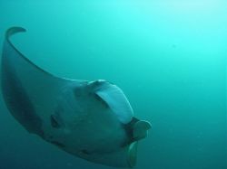 Unterwasserfotos Tauchbilder Tauchen in Khao Lak - Similans - Andamanensee - Thailand