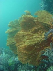 Unterwasserfotos Tauchbilder Tauchen in Phuket - Thailand