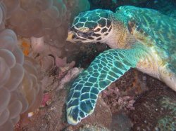 Unterwasserfotos Tauchbilder Tauchen in Phuket - Thailand