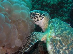 Unterwasserfotos Tauchbilder Tauchen in Phuket - Thailand