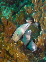 Unterwasserfotos Tauchbilder Tauchen in Phuket - Thailand
