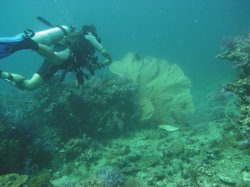 Unterwasserfotos Tauchbilder Tauchen in Phuket - Thailand