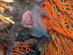 Unterwasserfotos Tauchbilder Tauchen in Phuket - Thailand