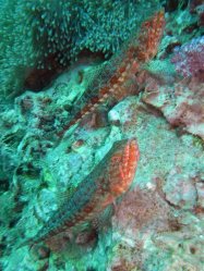 Unterwasserfotos Tauchbilder Tauchen in Phuket - Thailand