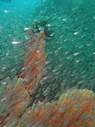 Unterwasserfotos Tauchbilder Tauchen in Phuket - Thailand