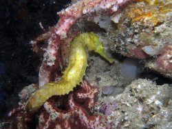 Unterwasserfotos Tauchbilder Tauchen in Phuket - Thailand