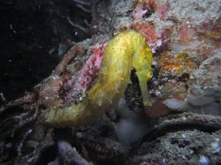 Unterwasserfotos Tauchbilder Tauchen in Phuket - Thailand