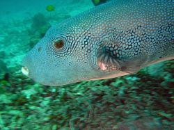 Unterwasserfotos Tauchbilder Tauchen in Khao Lak - Similans - Andamanensee - Thailand