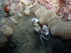 Unterwasserfotos Tauchbilder Tauchen in Khao Lak - Similans - Andamanensee - Thailand