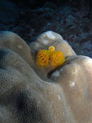 Unterwasserfotos Tauchbilder Tauchen in Khao Lak - Similans - Andamanensee - Thailand