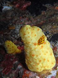 Unterwasserfotos Tauchbilder Tauchen in Khao Lak - Similans - Andamanensee - Thailand