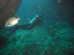 Unterwasserfotos Tauchbilder Tauchen in Khao Lak - Similans - Andamanensee - Thailand