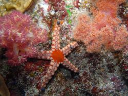 Unterwasserfotos Tauchbilder Tauchen in Khao Lak - Similans - Andamanensee - Thailand