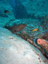 Unterwasserfotos Tauchbilder Tauchen in Khao Lak - Similans - Andamanensee - Thailand