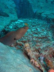 Unterwasserfotos Tauchbilder Tauchen in Khao Lak - Similans - Andamanensee - Thailand