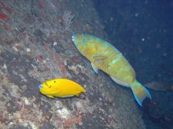 Unterwasserfotos Tauchbilder Tauchen in Khao Lak - Similans - Andamanensee - Thailand