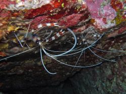 Unterwasserfotos Tauchbilder Tauchen in Khao Lak - Similans - Andamanensee - Thailand