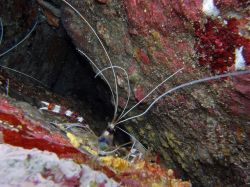 Unterwasserfotos Tauchbilder Tauchen in Khao Lak - Similans - Andamanensee - Thailand