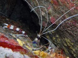 Unterwasserfotos Tauchbilder Tauchen in Khao Lak - Similans - Andamanensee - Thailand