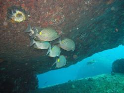 Unterwasserfotos Tauchbilder Tauchen in Khao Lak - Similans - Andamanensee - Thailand