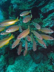 Unterwasserfotos Tauchbilder Tauchen in Khao Lak - Similans - Andamanensee - Thailand