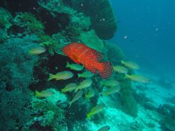 Unterwasserfotos Tauchbilder Tauchen in Khao Lak - Similans - Andamanensee - Thailand
