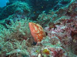 Unterwasserfotos Tauchbilder Tauchen in Khao Lak - Similans - Andamanensee - Thailand