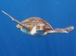 Unterwasserfotos Tauchbilder Tauchen in Khao Lak - Similans - Andamanensee - Thailand