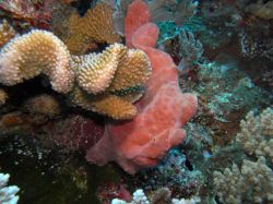 Unterwasserfotos Tauchbilder Tauchen in Khao Lak - Similans - Andamanensee - Thailand