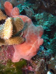 Unterwasserfotos Tauchbilder Tauchen in Khao Lak - Similans - Andamanensee - Thailand