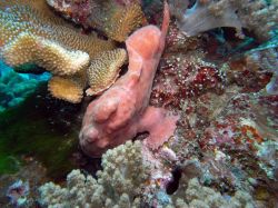 Unterwasserfotos Tauchbilder Tauchen in Khao Lak - Similans - Andamanensee - Thailand