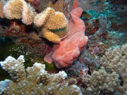 Unterwasserfotos Tauchbilder Tauchen in Khao Lak - Similans - Andamanensee - Thailand