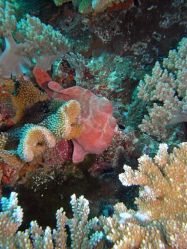 Unterwasserfotos Tauchbilder Tauchen in Khao Lak - Similans - Andamanensee - Thailand